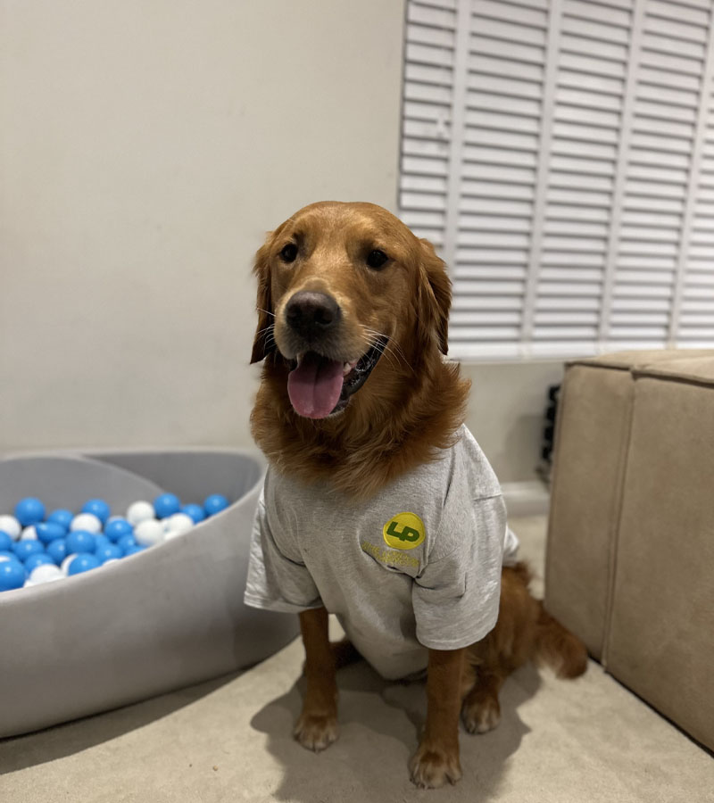 The London Plumbing Company's golden retriever.